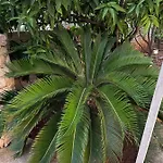 Luxury Sycamore 4* טרוגיר