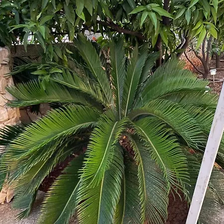 Luxury Sycamore 4* تروغير